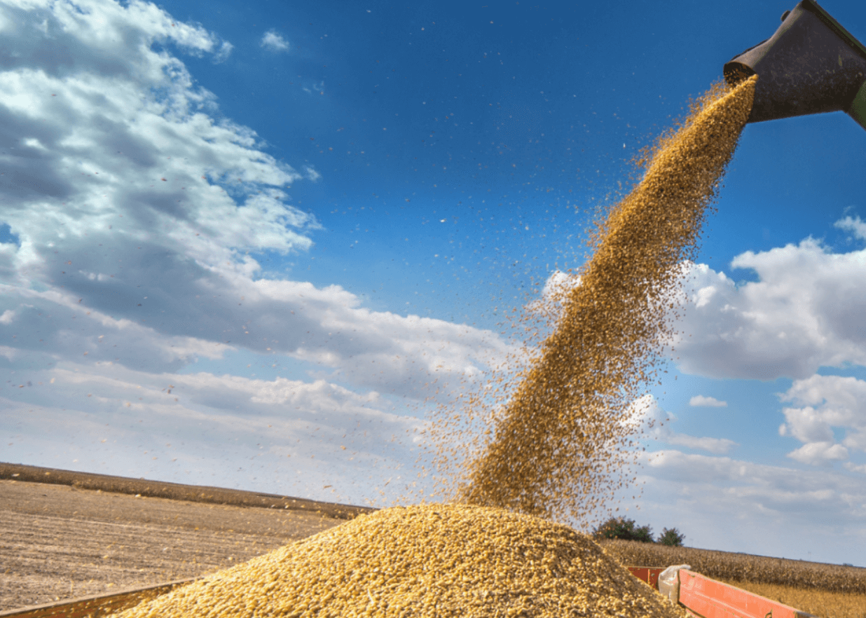 Top 10 Best & Worst Foods for the Environment